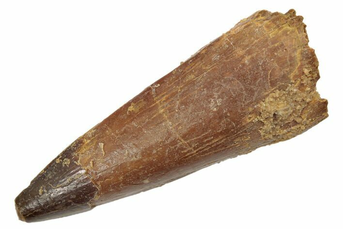 Spinosaurus Tooth - Real Dinosaur Tooth #189230